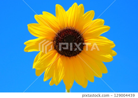 Instagrammable spots in the sunflower fields 129004439