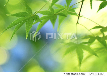 Refreshing new greenery and beautiful maple leaves 129004465