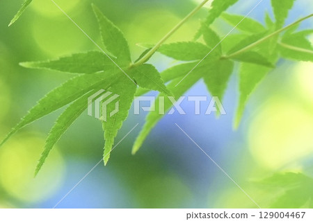 清新的新綠色和美麗的楓葉 清新的新綠色和美麗的楓葉 129004467