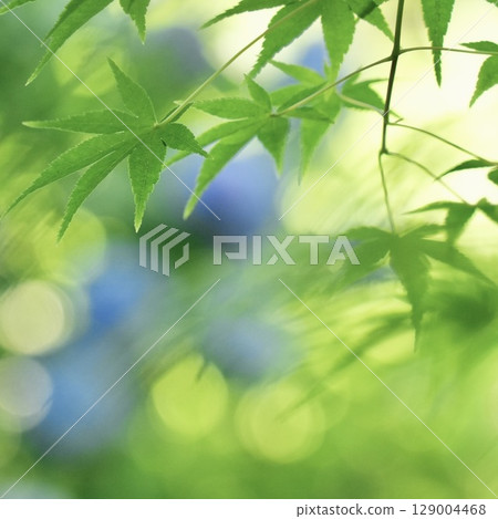 Refreshing new greenery and beautiful maple leaves Refreshing new greenery and beautiful maple leaves 129004468