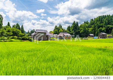 新潟縣:荻之島茅草村,日本傳統夏日風景 新潟縣:荻之島茅草村,日本傳統夏日風景 129004483