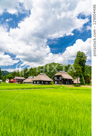 新潟縣：荻之島茅草村，日本傳統夏日風景 129004486