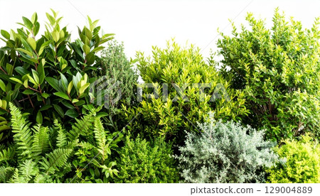 Vibrant green grass under the morning sun, with fresh leaves and natural foliage, perfectly frames the essence of spring Vibrant green grass under the morning sun, with fresh leaves and natural foliage, perfectly frames the essence of spring 129004889