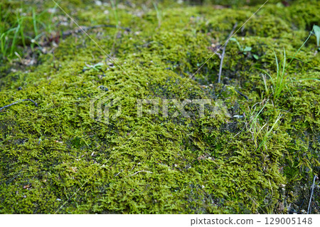Green moss covering the ground of a temple in Kyoto 129005148