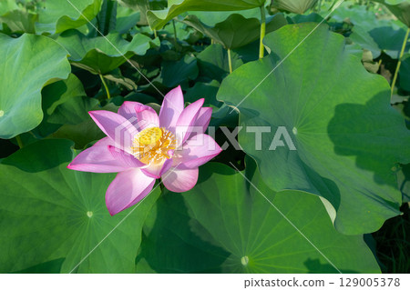 藤原京遺址蓮花田中盛開的一朵蓮花 129005378