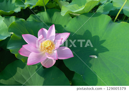 一朵蓮花在晨光中展開花瓣 129005379