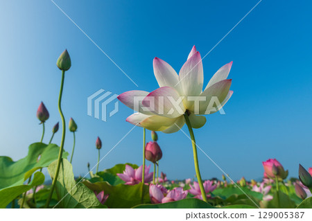 蓮花在藍天的映襯下綻放 129005387
