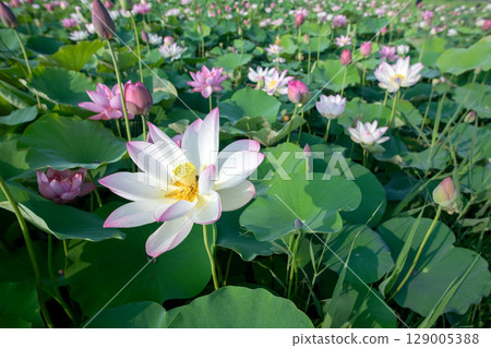 盛開的蓮花 盛開的蓮花 129005388