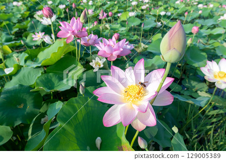 盛開的蓮花和幫助授粉的昆蟲 盛開的蓮花和幫助授粉的昆蟲 129005389