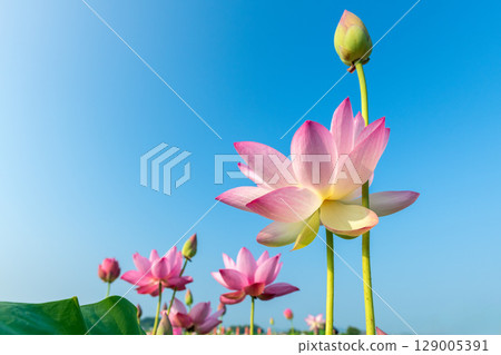 蓮花在藍天的映襯下綻放 129005391