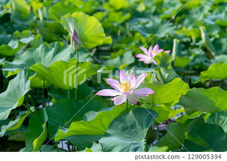 A lotus flower shining in the morning sunlight 129005394
