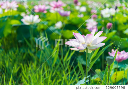 Full-blooming lotus flowers illuminated by the morning sun Full-blooming lotus flowers illuminated by the morning sun 129005396