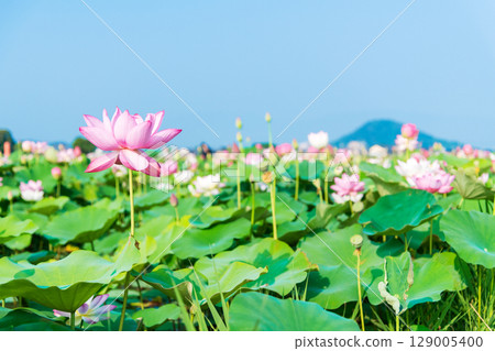 Lotus flowers blooming in the lotus fields of Fujiwara-kyo with Mount Unebi towering in the background Lotus flowers blooming in the lotus fields of Fujiwara-kyo with Mount Unebi towering in the background 129005400