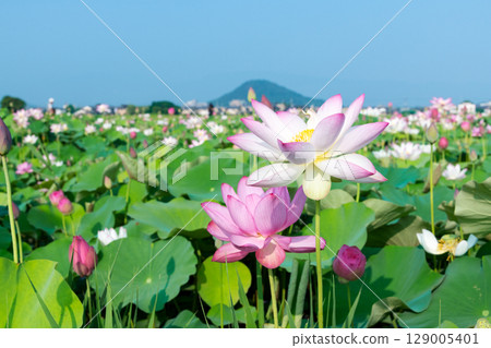Lotus flowers blooming in the lotus fields of Fujiwara-kyo with Mount Unebi towering in the background 129005401