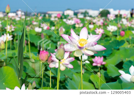 藤原京的蓮田裡盛開的蓮花 129005403