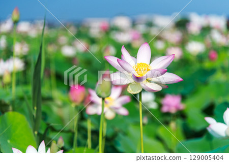 藤原京的蓮田裡盛開的蓮花 129005404