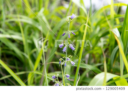 A bellflower struggling to survive amongst the weeds 129005409