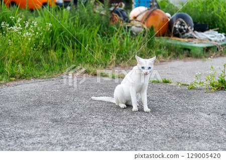 A cat with a tough fur 129005420