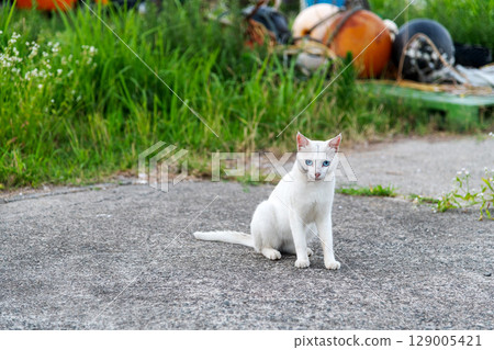 A cat with a tough fur A cat with a tough fur 129005421