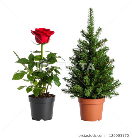 A beautiful red rose flower is blooming in a pot, with its petals and leaves glistening 129005570