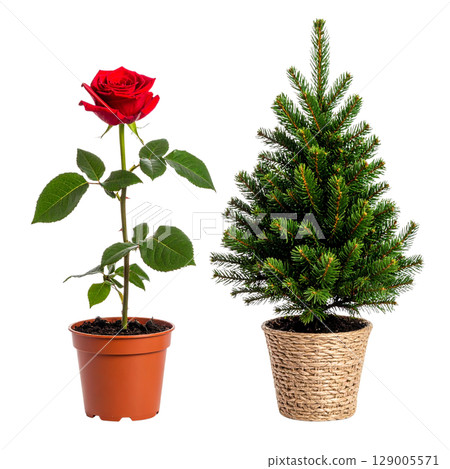 A beautiful red rose flower is blooming in a pot, with its petals and leaves glistening A beautiful red rose flower is blooming in a pot, with its petals and leaves glistening 129005571