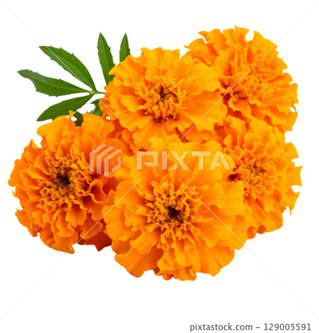 Yellow and orange calendula flowers bloom in a closeup macro of spring or summer nature, isolated on a white background Yellow and orange calendula flowers bloom in a closeup macro of spring or summer nature, isolated on a white background 129005591