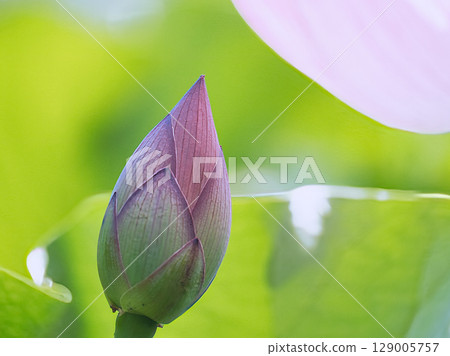 Lotus flower buds Lotus flower buds 129005757