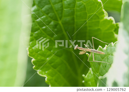 螳螂棲息在葉子上 129005762