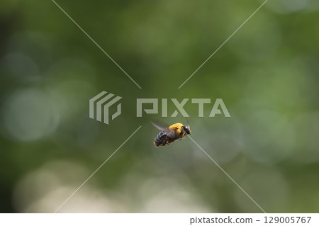 一隻巨大的木蜂在模糊的背景中飛翔 129005767