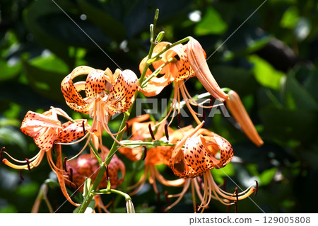 Onimuri(惡魔) Onimuri(惡魔) 129005808