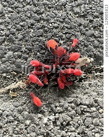Red oak insect Red oak insect 129005813