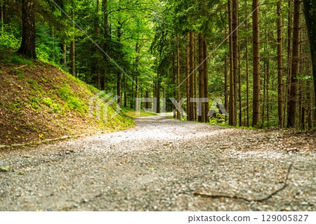 Gravel Path Through a Lush Green Forest A Serene Nature Escape and Tranquil Woodland Scene Gravel Path Through a Lush Green Forest A Serene Nature Escape and Tranquil Woodland Scene 129005827