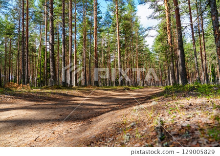 Winding Forest Trail A Serene Pathway Through Tall Trees and Natural Beauty Winding Forest Trail A Serene Pathway Through Tall Trees and Natural Beauty 129005829
