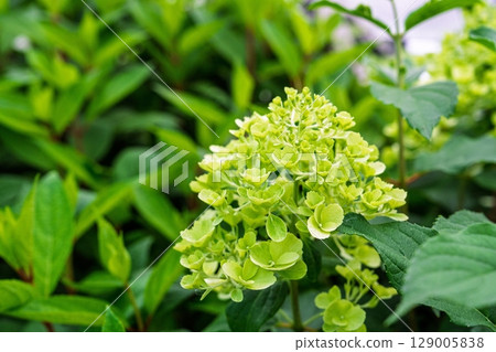 Lime Green Hydrangea Bloom A Burst of Freshness in the Garden, Summer Flowers, Nature s Beauty Lime Green Hydrangea Bloom A Burst of Freshness in the Garden, Summer Flowers, Nature s Beauty 129005838