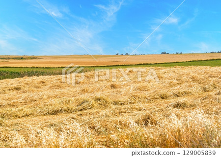 Golden Harvest A Bountiful Field of Grain Under a Clear Blue Sky, Ready for Harvest Golden Harvest A Bountiful Field of Grain Under a Clear Blue Sky, Ready for Harvest 129005839
