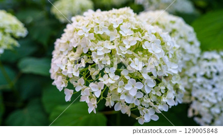 Lush White Hydrangea Bloom A Captivating Floral Display in a Natural Garden Setting Lush White Hydrangea Bloom A Captivating Floral Display in a Natural Garden Setting 129005848