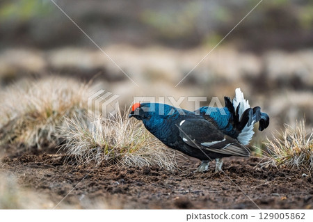 Majestic Black Grouse Displaying in Natural Habitat, Wildlife Photography, Ornithology Majestic Black Grouse Displaying in Natural Habitat, Wildlife Photography, Ornithology 129005862