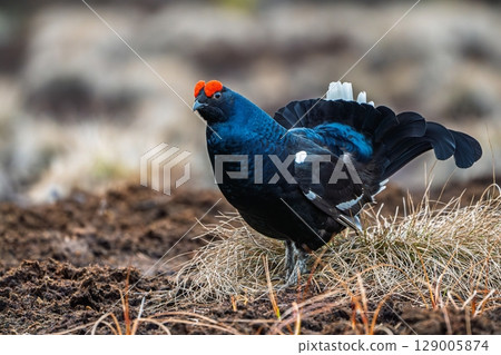 Magnificent Black Grouse Displaying in Natural Habitat, Spring Mating Rituals, Wildlife Beauty Magnificent Black Grouse Displaying in Natural Habitat, Spring Mating Rituals, Wildlife Beauty 129005874