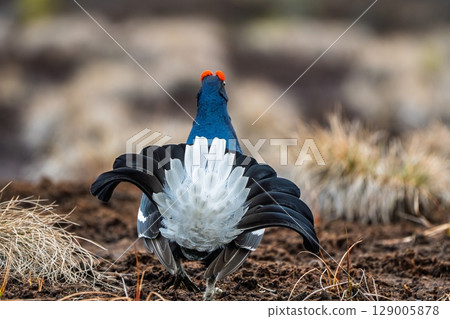 Magnificent Black Grouse Displaying Tail Feathers in Natural Habitat, Lekking Behavior Magnificent Black Grouse Displaying Tail Feathers in Natural Habitat, Lekking Behavior 129005878