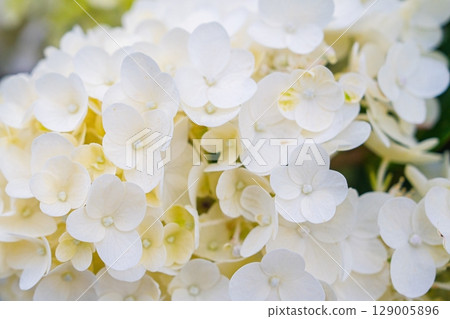 Elegant White Hydrangea Blossom A Symbol of Purity and Grace. Floral Beauty for Decoration 129005896