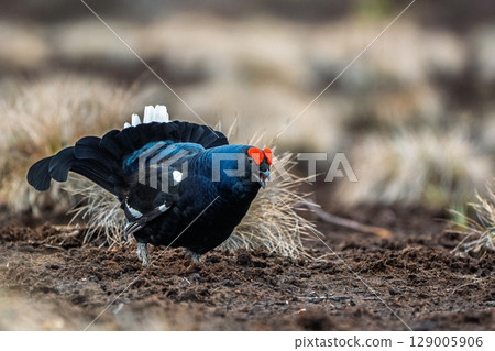 Black Grouse Displaying with Fanned Tail Feathers on Moorland, Facing Camera, Wild Bird Portrait Black Grouse Displaying with Fanned Tail Feathers on Moorland, Facing Camera, Wild Bird Portrait 129005906