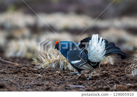 Magnificent Black Grouse Displaying Tail Feathers in Natural Habitat, Wildlife Photography Magnificent Black Grouse Displaying Tail Feathers in Natural Habitat, Wildlife Photography 129005910