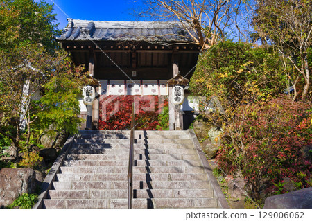 Beautiful autumn leaves at Kakuonji Temple in Kamakura (Kamakura City, Kanagawa Prefecture) Beautiful autumn leaves at Kakuonji Temple in Kamakura (Kamakura City, Kanagawa Prefecture) 129006062