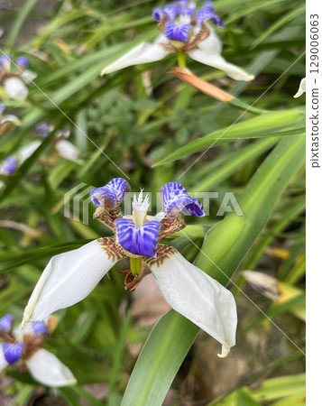 花園的虹膜植物開花 129006063