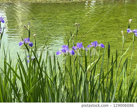 池塘邊的鳶尾花盛開紫色的花 池塘邊的鳶尾花盛開紫色的花 129006086