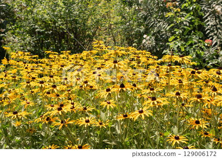 Yellow wild flowers in spring 129006172