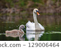 Mute swan with baby. Cygnets on summer day in calm water. Bird in the nature habitat 129006464