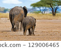 Elephants walk across the savannah in Kenya National Park 129006465