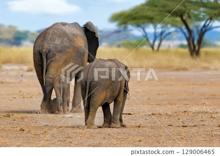 Elephants walk across the savannah in Kenya National Park 129006465