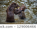 Two Wild Brown Bear (Ursus Arctos) play or fight on pond in the summer forest. Animal in natural habitat 129006466
